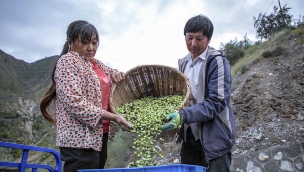 Η Κίνα μπαίνει δυναμικά στην παραγωγή Ελαιολάδου 